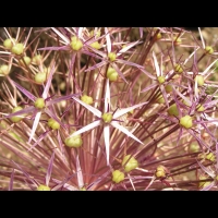 Allium Cristophii (fam. Liliacees) (Asie Centrale) (3)